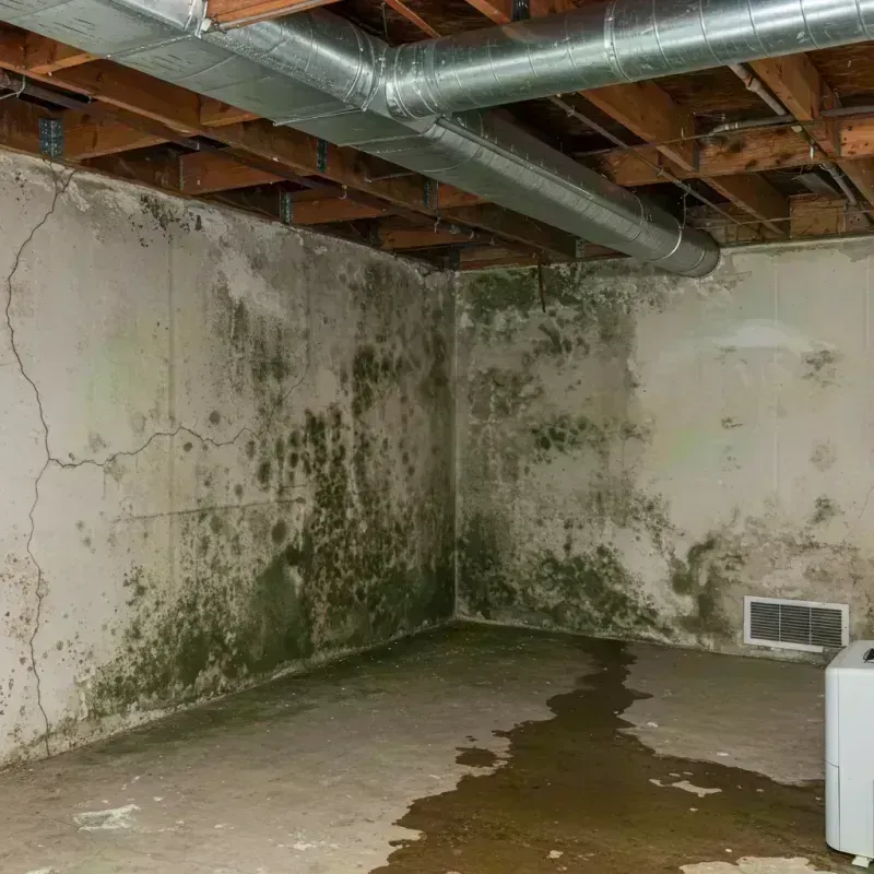 Professional Mold Removal in Tompkinsville, KY